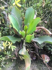 Limonium californicum