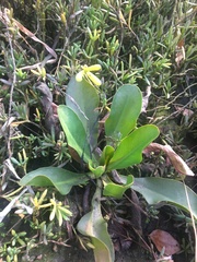 Limonium californicum