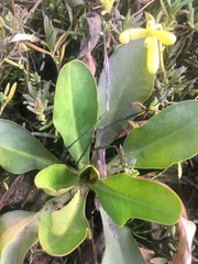 Limonium californicum