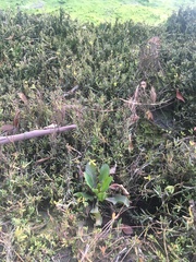 Limonium californicum