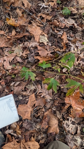southern blue monkshood (Aconitum uncinatum)