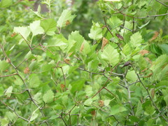 Crataegus submollis
