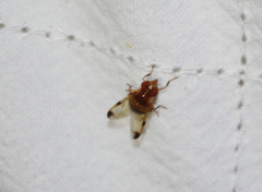 Copestylum tympanitis