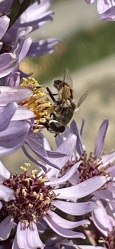 Unknown species found near Cahill Square Park, Whitefish Bay, WI, US