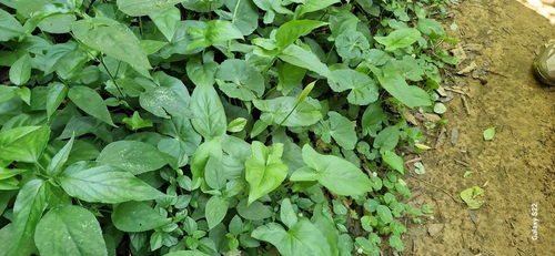 Caterpillar plant (Spathicarpa hastifolia)