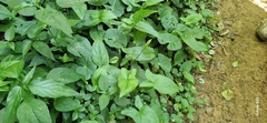 Spathicarpa hastifolia
