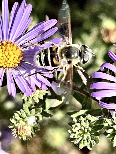 Unknown species found near Commerce Dr, Jefferson City, MO, US