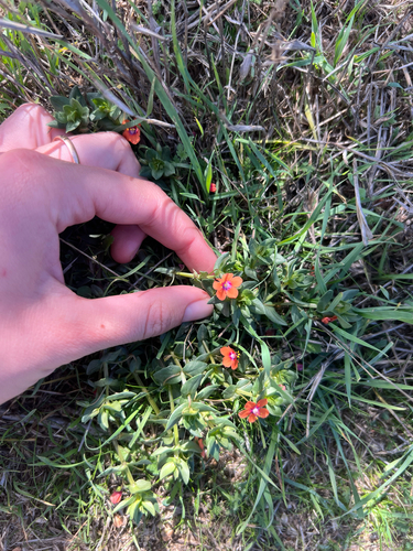 iNaturalist observation photo of scarlet pimpernel
