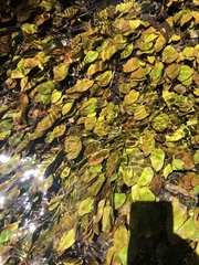 Potamogeton suboblongus