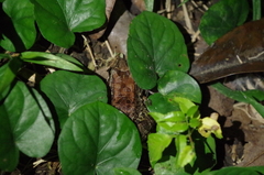 Leptodactylus ventrimaculatus