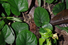 Leptodactylus ventrimaculatus