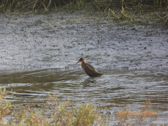Rallus obsoletus levipes