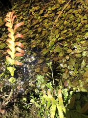 Potamogeton suboblongus