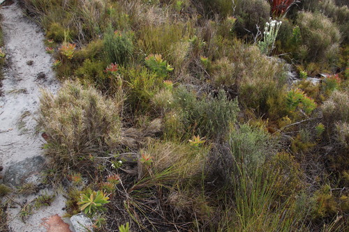 Image of Senecio paniculatus by (c) Tony Rebelo, some rights reserved (CC BY-SA)