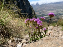 Pseudoselago verbenacea