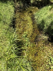 Potamogeton suboblongus