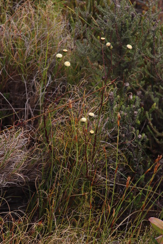 Image of Senecio paniculatus by (c) Tony Rebelo, some rights reserved (CC BY-SA)