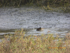 Rallus obsoletus levipes