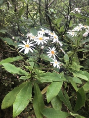 Brachyglottis hectorii