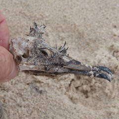 Ardenna tenuirostris