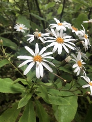 Brachyglottis hectorii