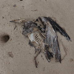 Ardenna tenuirostris