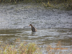 Rallus obsoletus levipes