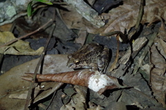 Leptodactylus labrosus