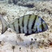 Sheepshead Porgy - Photo (c) Matteo Cassella, some rights reserved (CC BY-NC), uploaded by Matteo Cassella