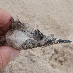 Ardenna tenuirostris