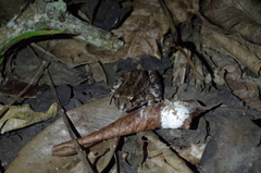 Leptodactylus labrosus