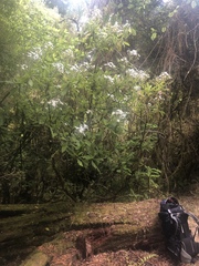 Brachyglottis hectorii