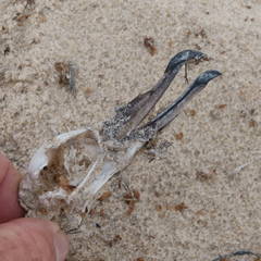 Ardenna tenuirostris