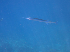 Platybelone argalus