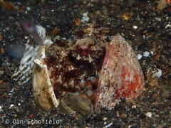 Amphioctopus