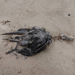 Ardenna tenuirostris