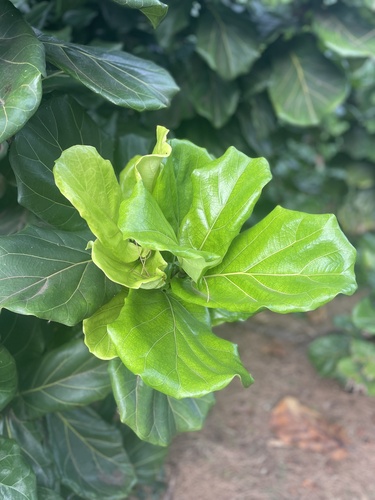 Ficus lyrata observed 2025-11-07