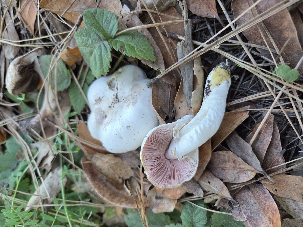 Agaricus xanthodermus · November 2025 · photo: © curleycurlew (iNaturalist, cc-by)