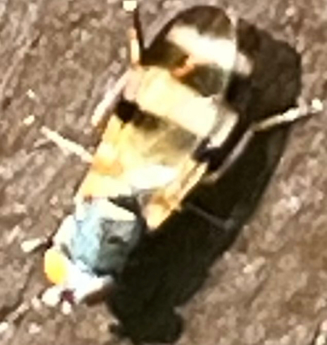 Unknown species found near W Third Ave, Runnemede, NJ, US