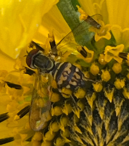 Unknown species found near W Third Ave, Runnemede, NJ, US