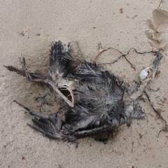 Ardenna tenuirostris