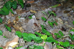 Leptodactylus ventrimaculatus