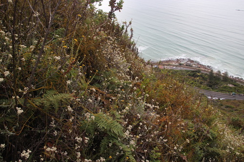 Image of Helichrysum pandurifolium by (c) Tony Rebelo, some rights reserved (CC BY-SA)