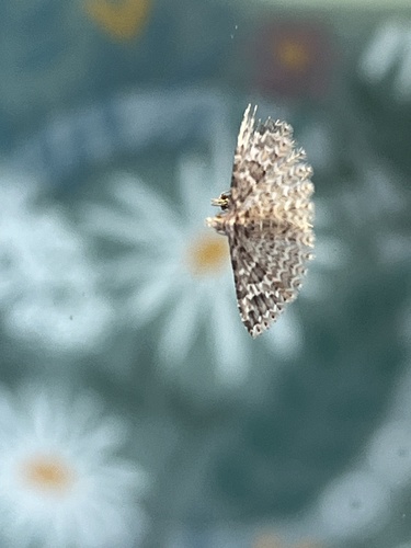 Alucita lalannei