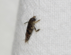 Tridactylidae