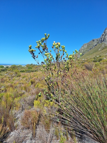 Leucadendron discolor, photograph 4