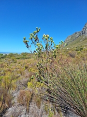 (c) Adele SL, some rights reserved (CC BY) Leucadendron discolor, photograph (c) Adele SL, some rights reserved (CC BY)