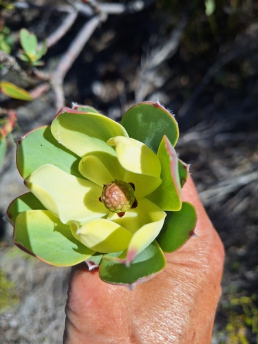 Leucadendron discolor, photograph 5