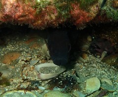 Vincentia conspersa