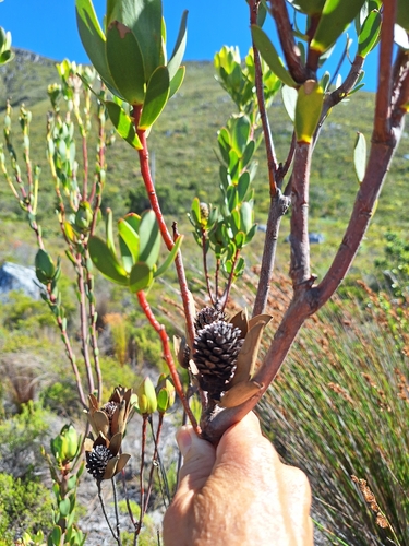 Leucadendron discolor, photograph 6